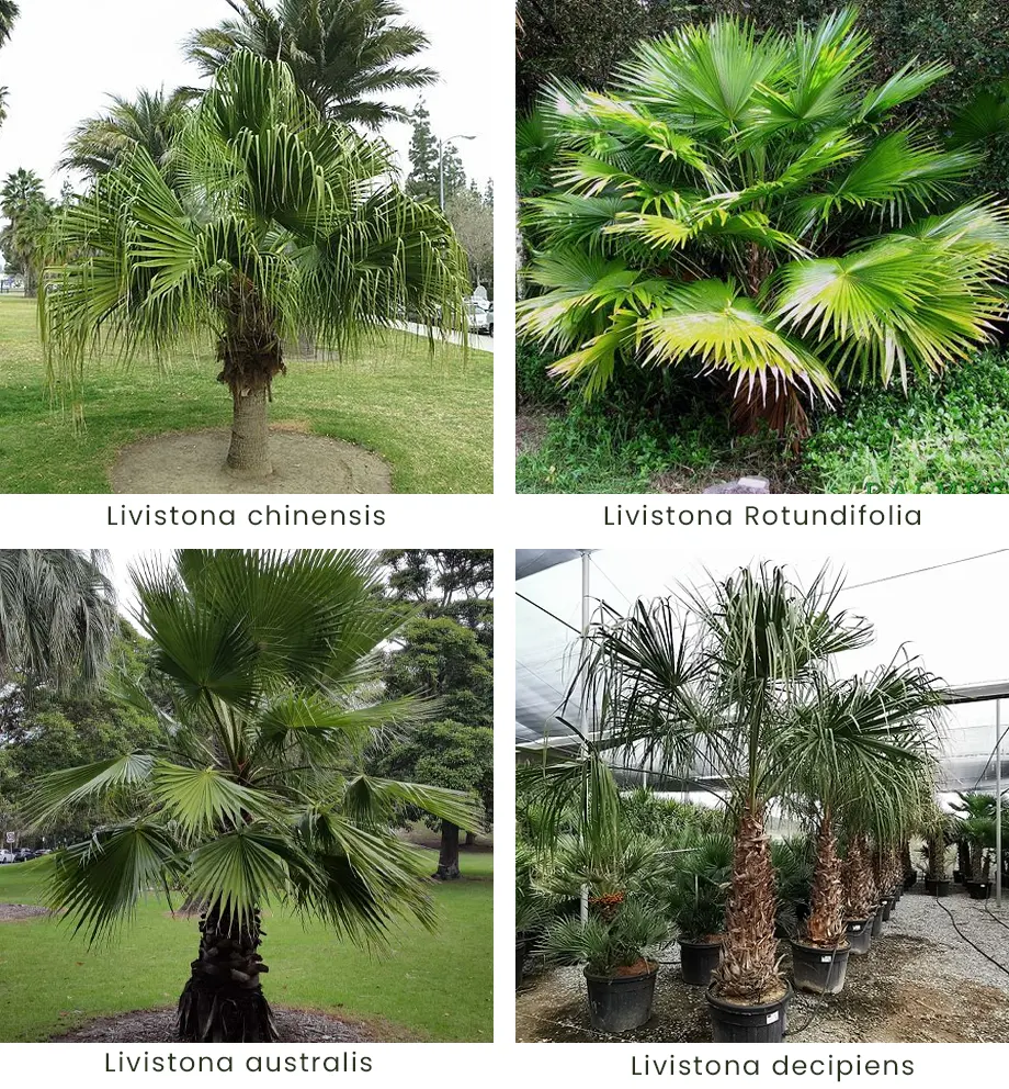 tetanam | Palem Kipas: Rahasia Tanaman Hias Taman Elegan & Sejuk jenis palem kipas