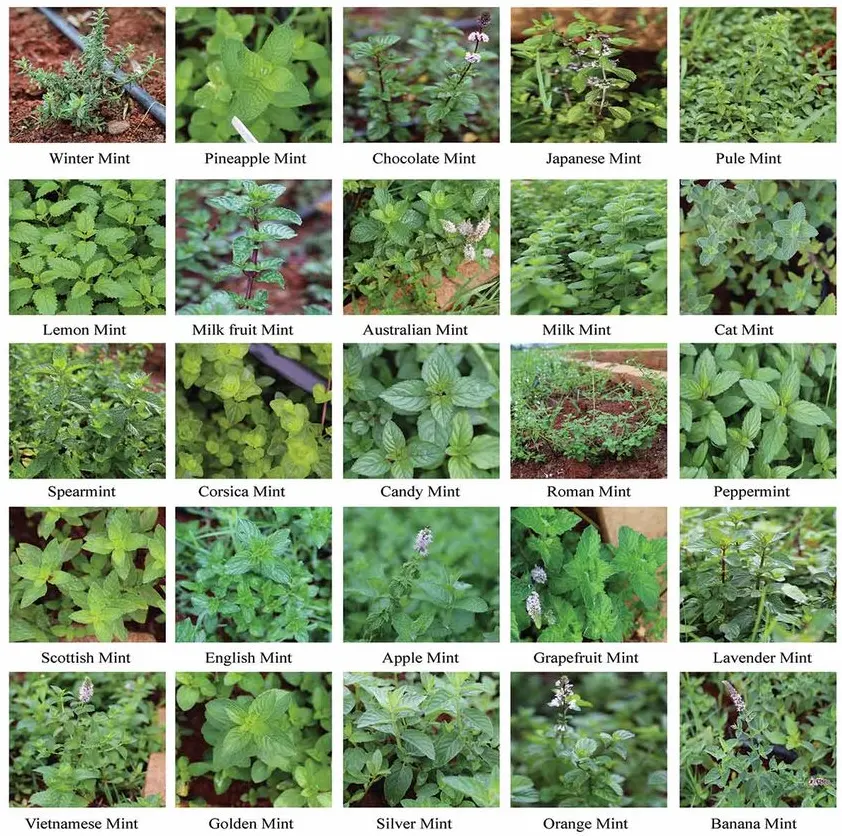 jenis tanaman mint