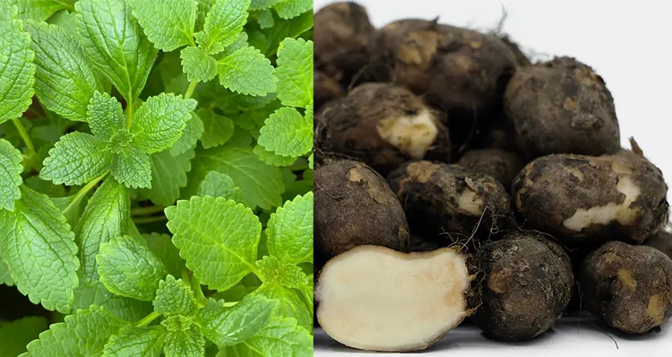 kentang hitam adalah