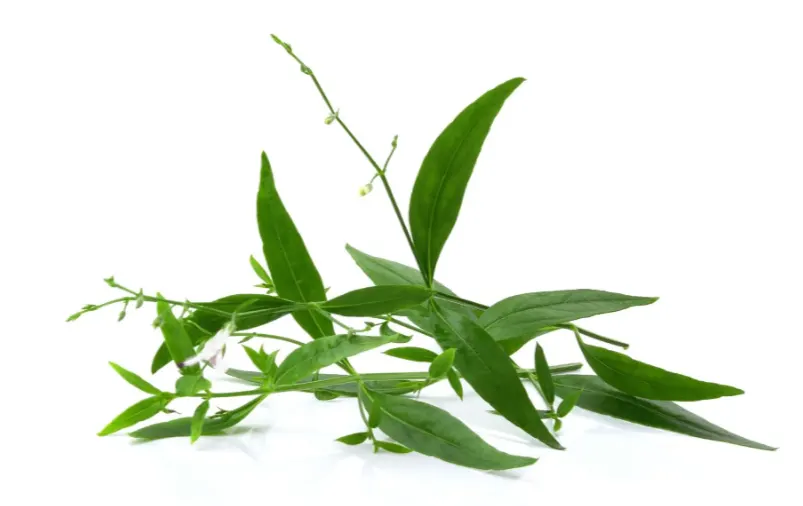 tetanam | Rahasia Sambiloto: Bagaimana Tanaman Ini Menjaga Kesehatan? 10 manfaat daun sambiloto