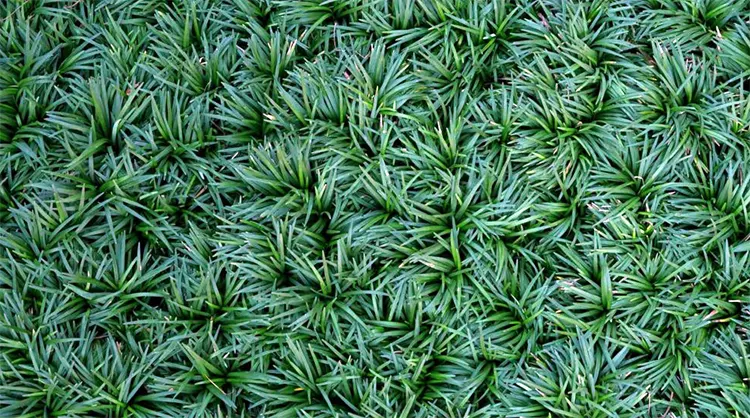 tetanam | Kucai Mini: Solusi Penutup Tanah yang Menawan kucai mini adalah