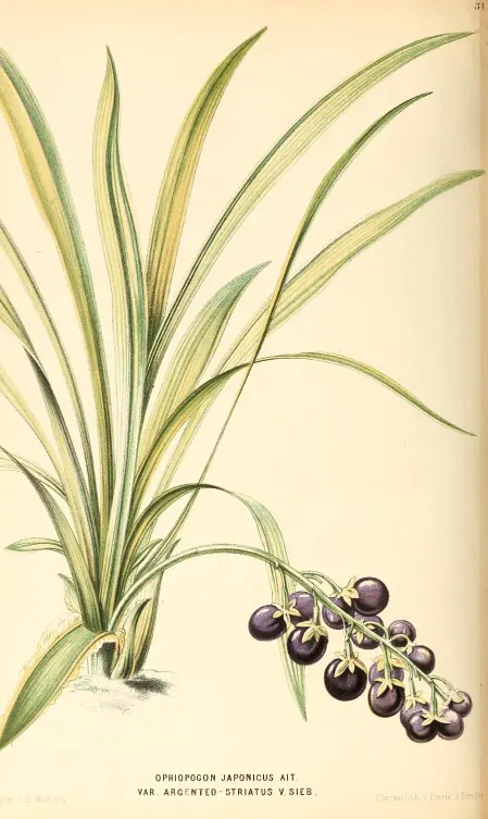 tetanam | Kucai Mini: Solusi Penutup Tanah yang Menawan kucai mini