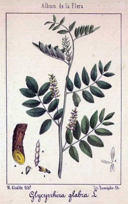 tetanam | Licorice: Akar Manis yang Ternyata Kaya Manfaat Kesehatan! licorice