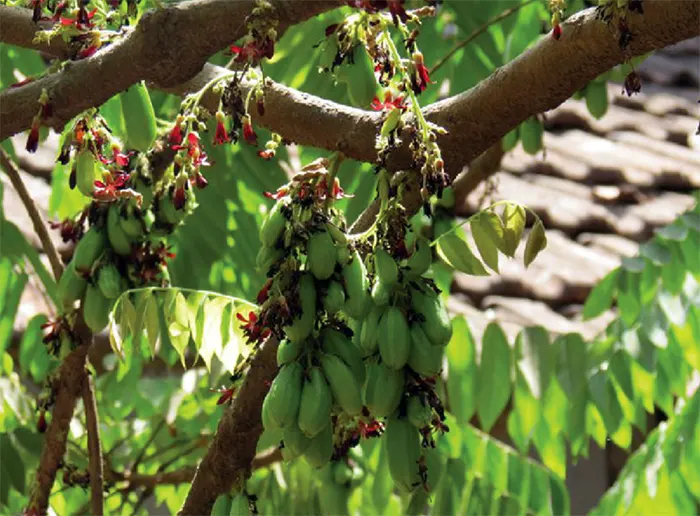 pohon belimbing sayur