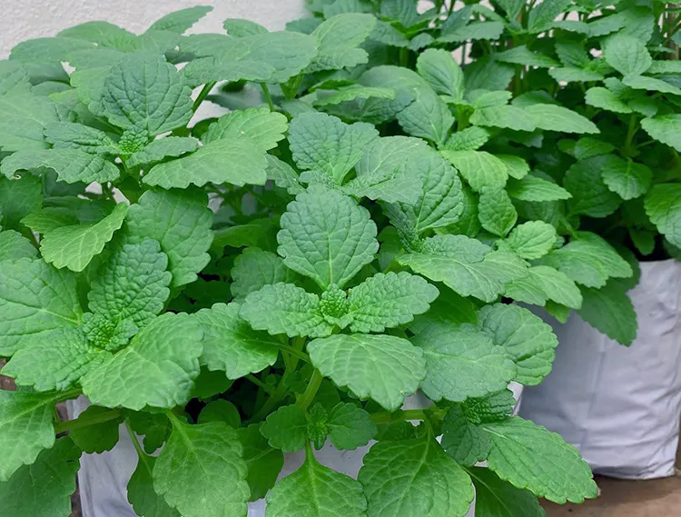 menanam kentang hitam