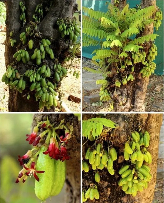 tanaman belimbingn sayur