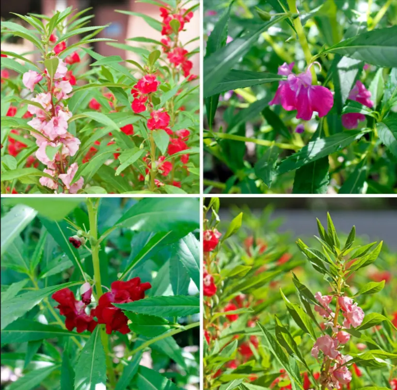 tetanam | Pacar Air: Bikin Cantik Kuku, Ternyata Penuh Manfaat! pacar air