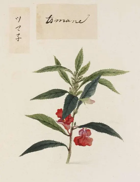 tetanam | Pacar Air: Bikin Cantik Kuku, Ternyata Penuh Manfaat! pacar air