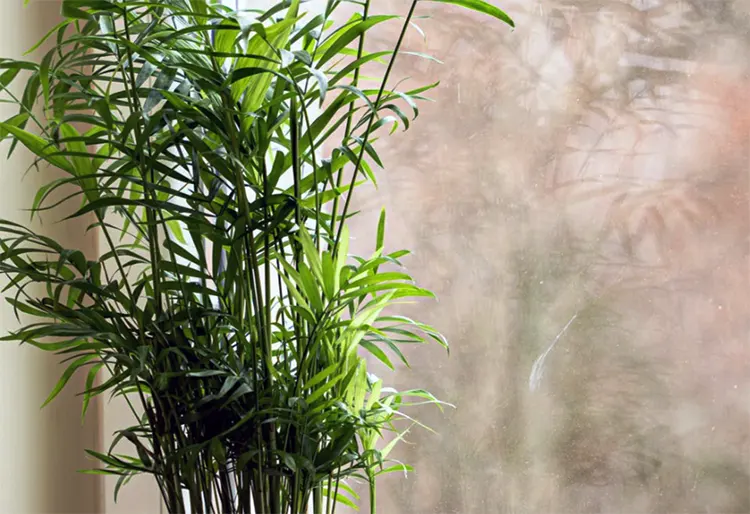 tetanam | Palem Bambu: Tanaman Hias Tahan Banting Anti Rewel palem bambu adalah