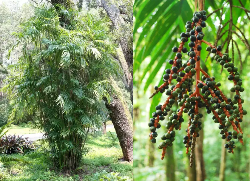 tetanam | Palem Bambu: Tanaman Hias Tahan Banting Anti Rewel palem bambu
