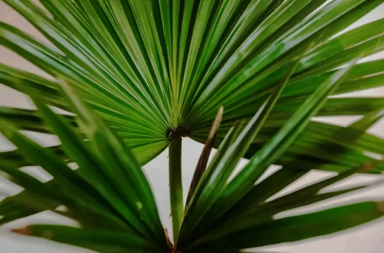 tetanam | Palem Kipas: Rahasia Tanaman Hias Taman Elegan & Sejuk palem kipas adalah