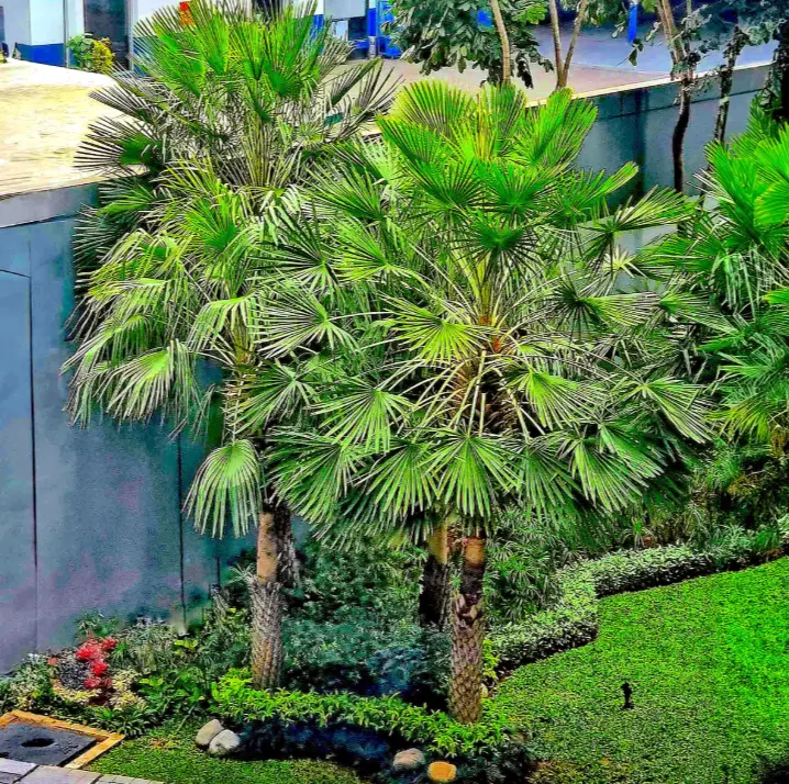 tetanam | Palem Kipas: Rahasia Tanaman Hias Taman Elegan & Sejuk palem kipas