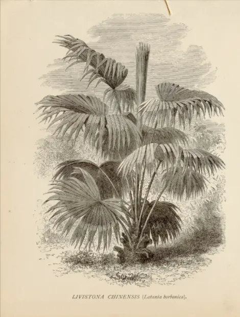 tetanam | Palem Kipas: Rahasia Tanaman Hias Taman Elegan & Sejuk palem kipas