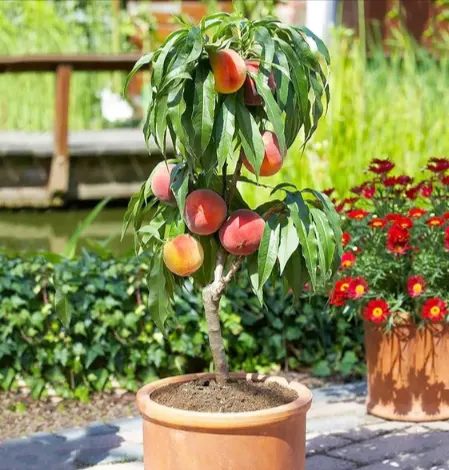 tetanam | Buah Peach: Rahasia Manis yang Sehat & Menggoda menanam buah peach