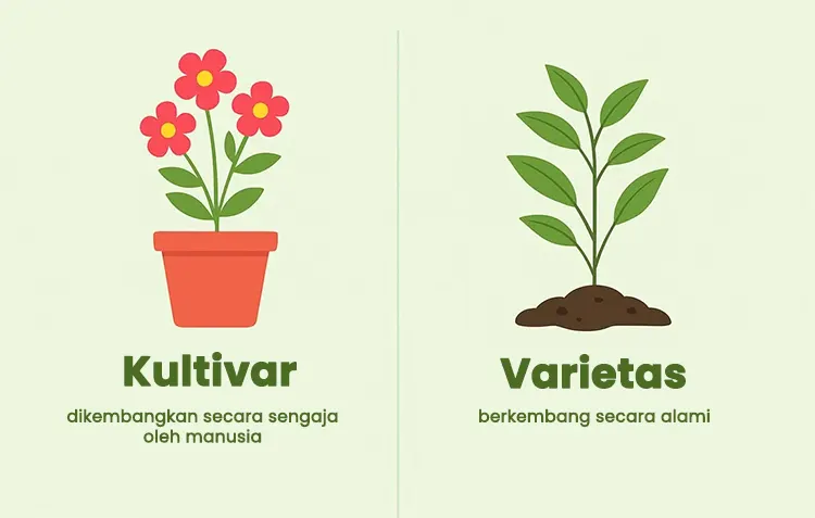 perbedaan kultivar dan varietas