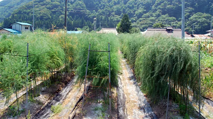 tetanam | Asparagus: Sayur Mewah Penuh Manfaat yang Wajib Anda Coba pertanian asparagus