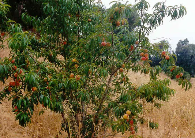 tetanam | Buah Peach: Rahasia Manis yang Sehat & Menggoda pohon peach