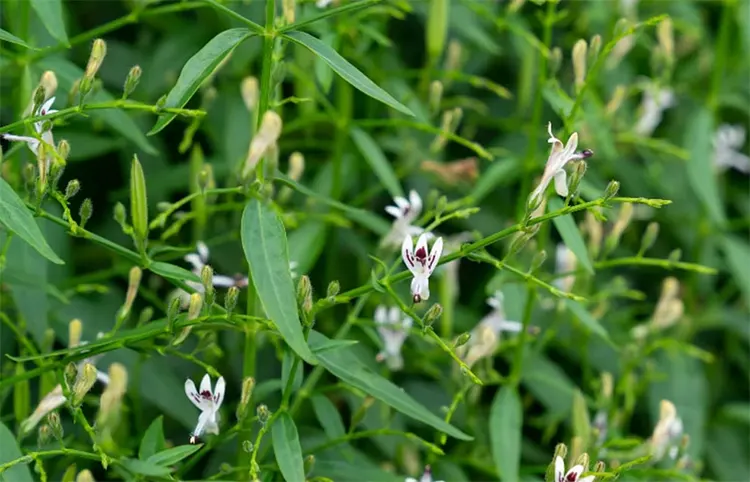 tetanam | Rahasia Sambiloto: Bagaimana Tanaman Ini Menjaga Kesehatan? sambiloto adalah