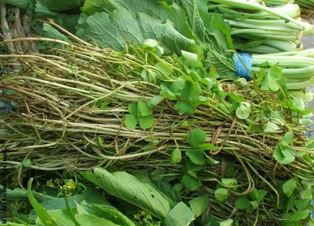 sayur daun semanggi