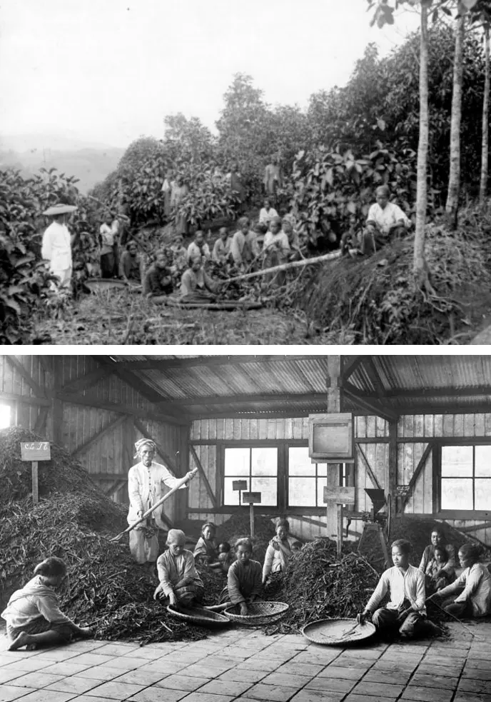 sejarah tanaman kina