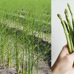 asparagus adalah