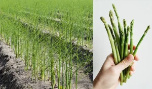 asparagus adalah