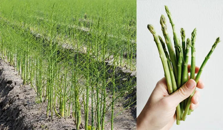 tetanam | Asparagus: Sayur Mewah Penuh Manfaat yang Wajib Anda Coba asparagus adalah