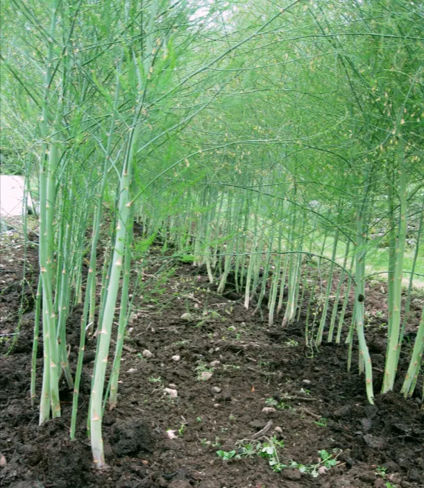 tetanam | Asparagus: Sayur Mewah Penuh Manfaat yang Wajib Anda Coba tanaman asparagus