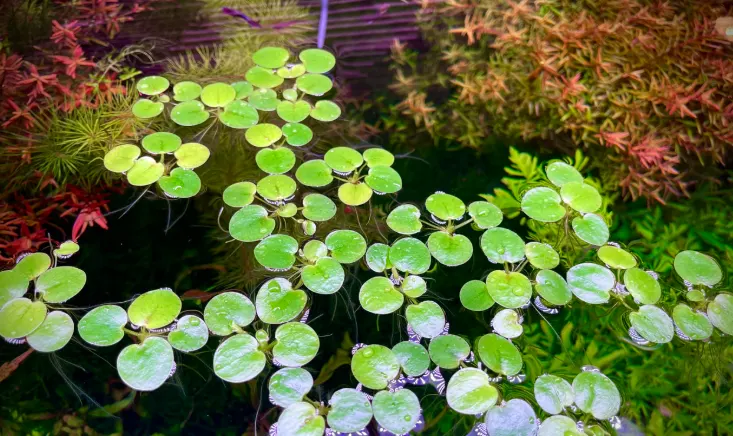 tanaman frogbit
