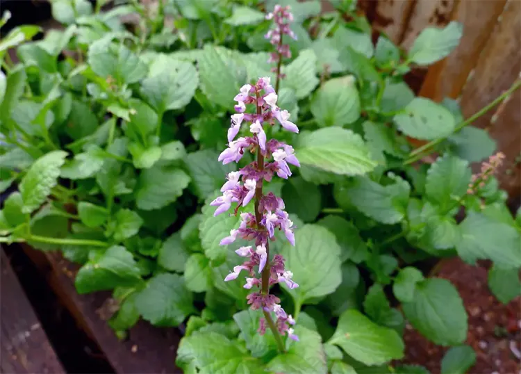 tanaman kentang hitam