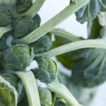 kubis brussel adalah