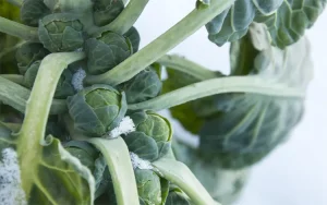 kubis brussel adalah