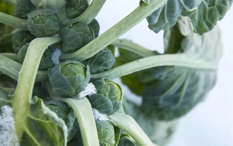 tetanam | Kubis Brussel: Rahasia Superfood Mini yang Wajib Anda Coba kubis brussel adalah