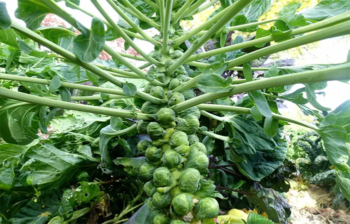 tetanam | Kubis Brussel: Rahasia Superfood Mini yang Wajib Anda Coba kubis brussel