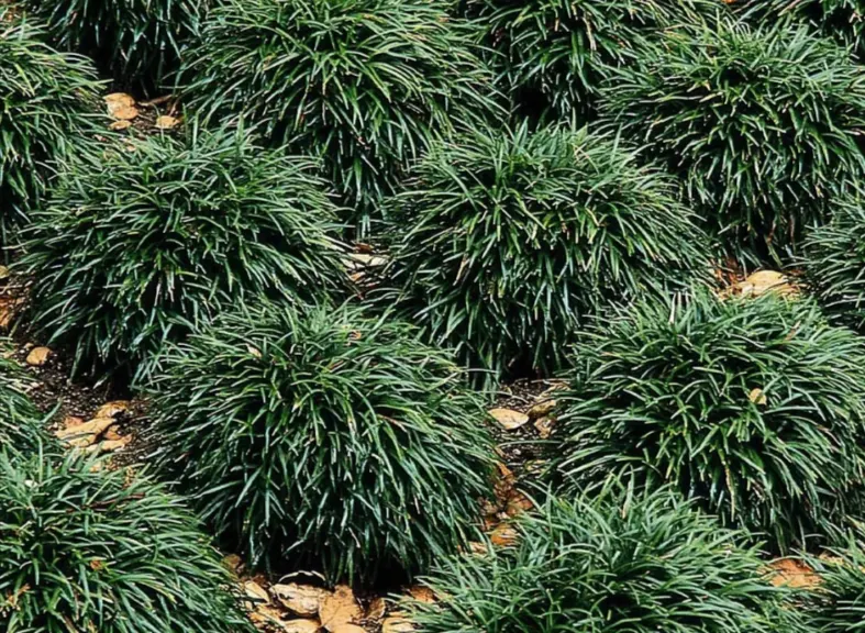 tetanam | Kucai Mini: Solusi Penutup Tanah yang Menawan kucai mini