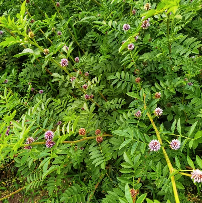 tetanam | Licorice: Akar Manis yang Ternyata Kaya Manfaat Kesehatan! tanaman licorice