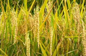 tetanam | Tanaman Padi: Fakta Penting, Sejarah, dan Ancaman Modern tanaman padi adalah