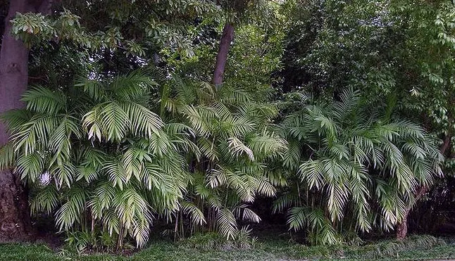 tetanam | Palem Bambu: Tanaman Hias Tahan Banting Anti Rewel palem bambu