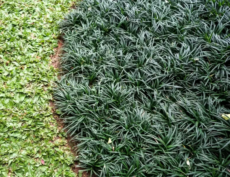 tetanam | Kucai Mini: Solusi Penutup Tanah yang Menawan kucai mini