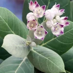 tetanam | Tanaman Widuri: Dari Obat Herbal sampai Pengusir Ular? tanaman widuri adalah