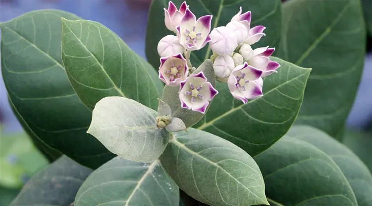 tanaman widuri adalah