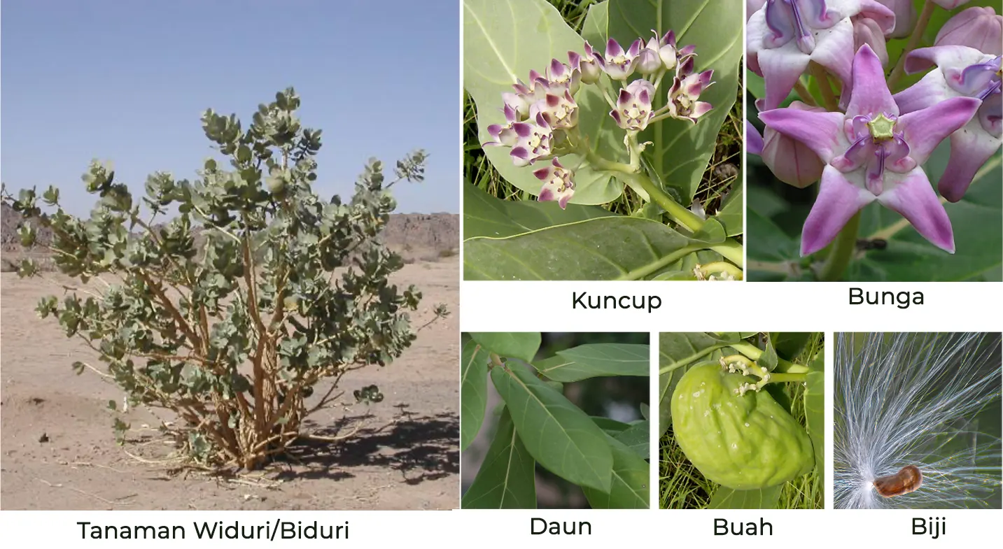 tanaman widuri