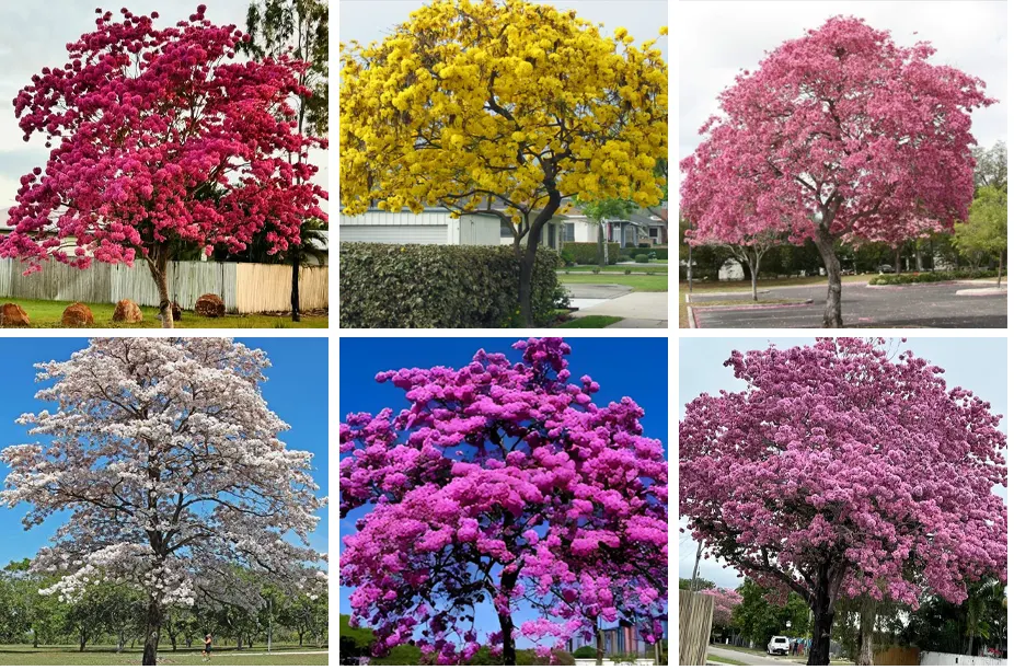 warna bunga tabebuya