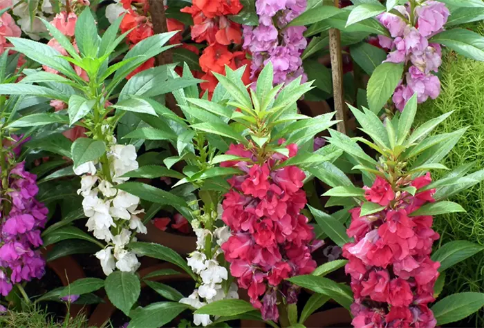 tetanam | Pacar Air: Bikin Cantik Kuku, Ternyata Penuh Manfaat! pacar air