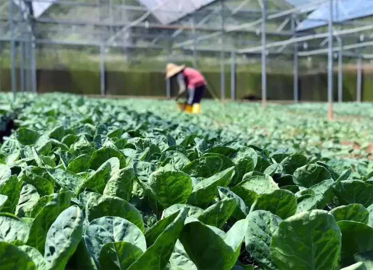 Budidaya Tanaman Hortikultura