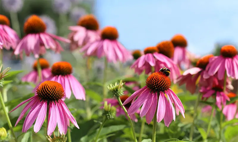 Echinacea adalah