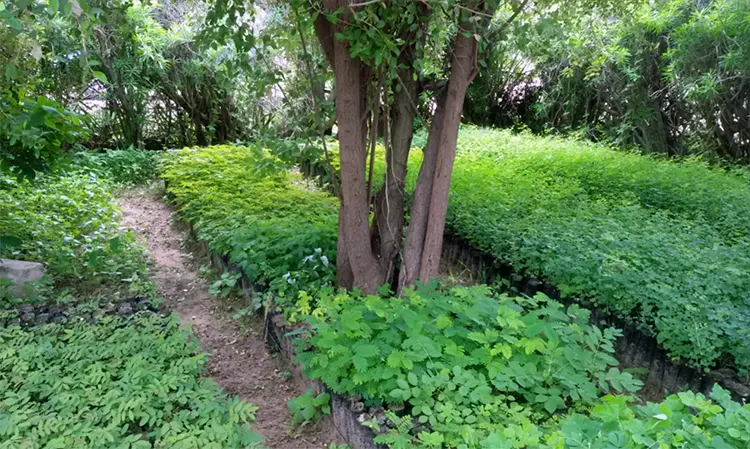 pertanian dan perubahan iklim