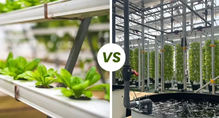 aquaponik vs hidroponik