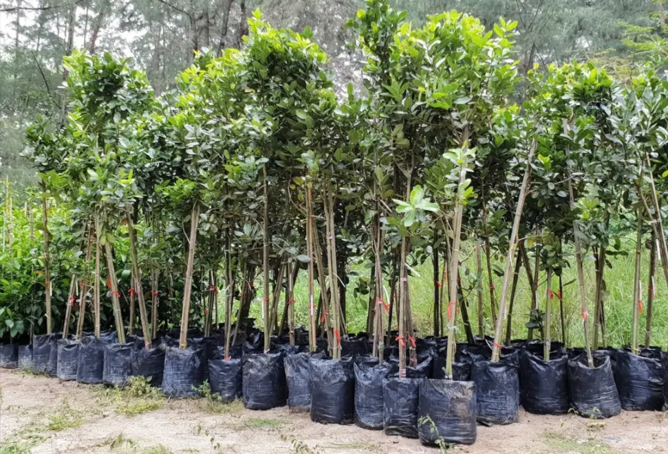 bibit tanaman nyamplung