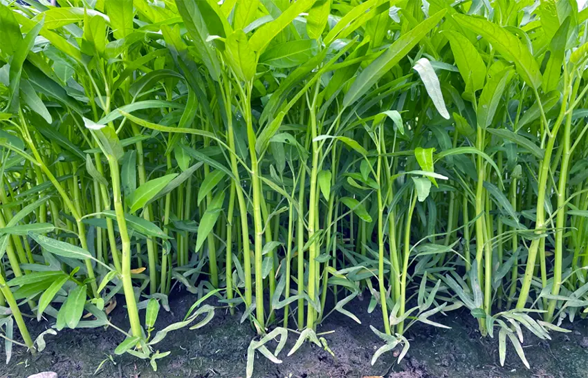 budidaya kangkung darat